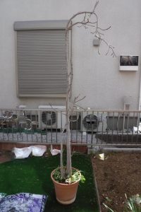 株式会社日尚園 あなたの街の植木屋さん インドボダイジュの再生 株式会社日尚園 あなたの街の植木屋さん インドボダイジュの再生